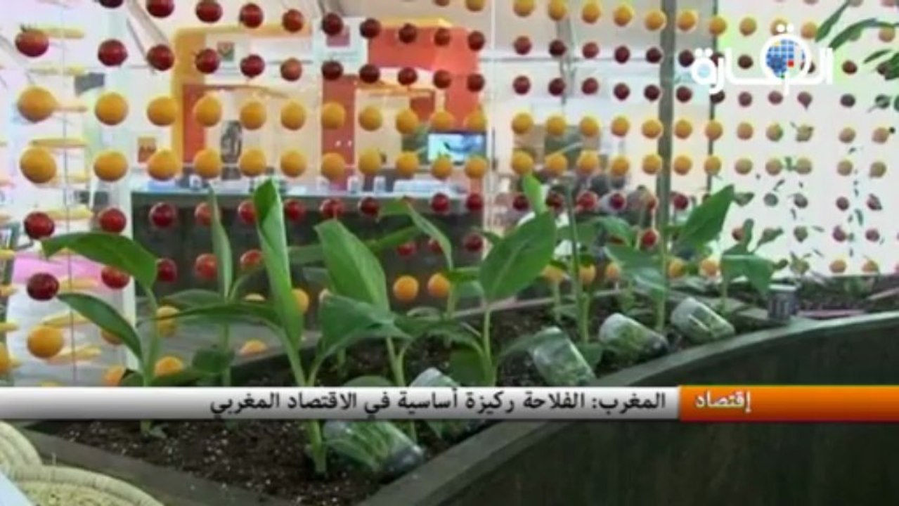 المغرب : الفلاحة ركيزة أساسية في الاقتصاد المغربي
