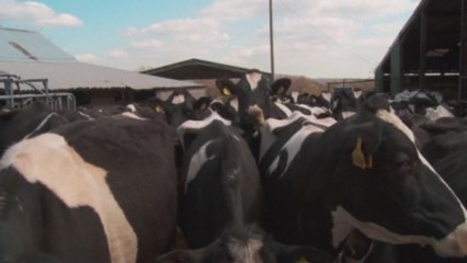 Cows take a starring role in new British documentary