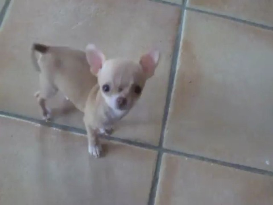 Ipad, notre adorable bébé de 580 g pour 10 semaines 1/2. Un amour de léchouille!