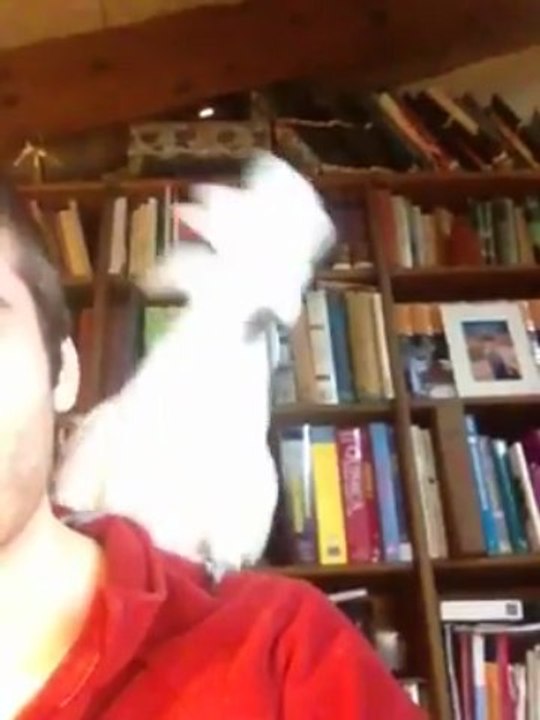 Cacatoès qui danse en rythme sur du Daft Punk