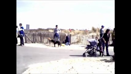 Balade avec les sharpeis du Blue Bird's Castle