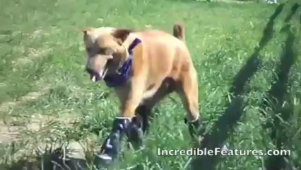 WORLD'S FIRST PROSTHETIC PAWED DOG