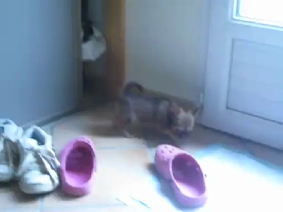 Ivanni, poil long,  adorable poupée de 800g à 10 semaines