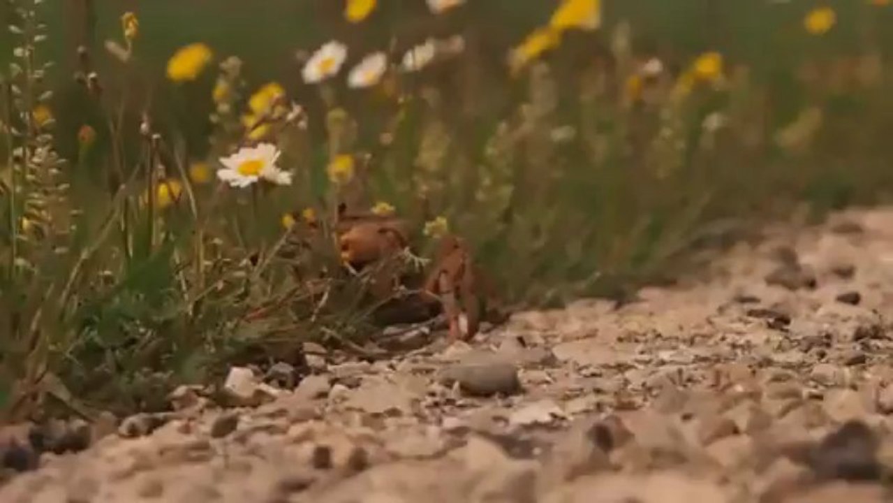 Roues-Libres / Un crabe en Turquie