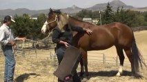 Saddle Blankets For Horses For Sale 805-528-8009 Best Saddle Pads Ever