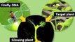 Genetically Modified Plants Glow in the Dark
