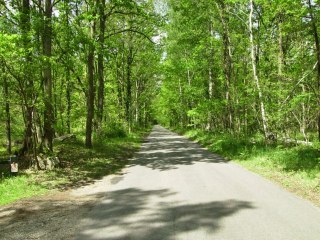 FORÊT des 3 PIGNONS