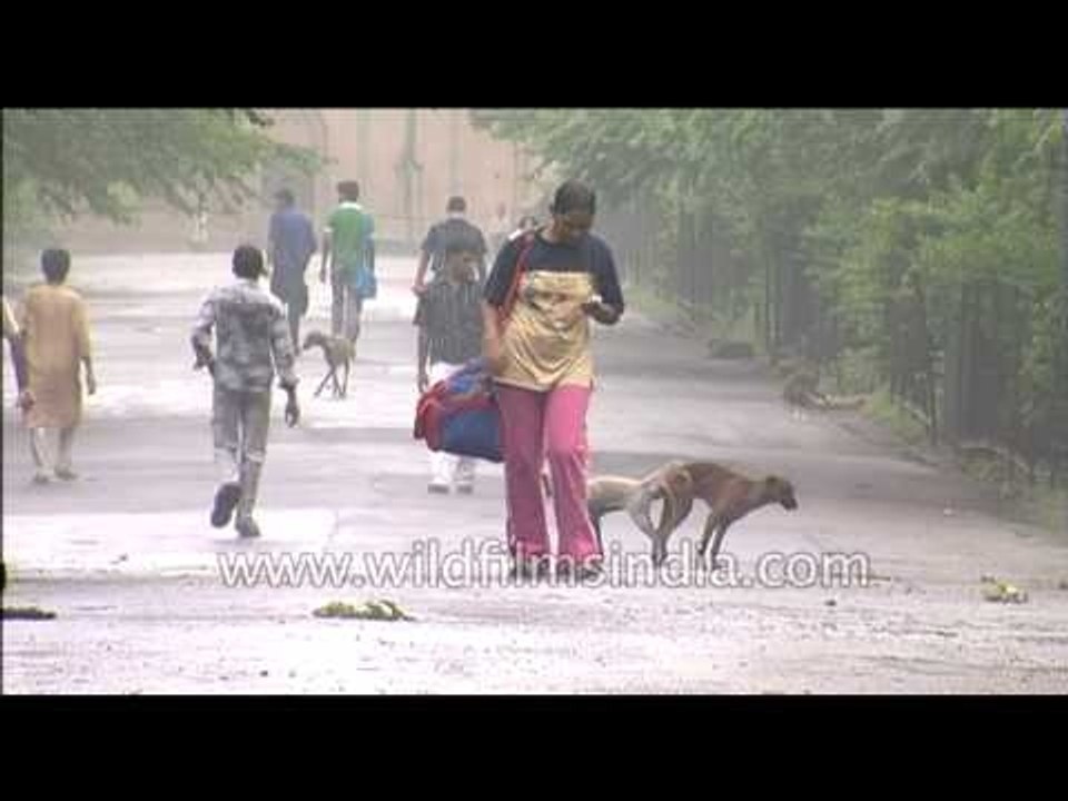 People walk past dogs stuck together!