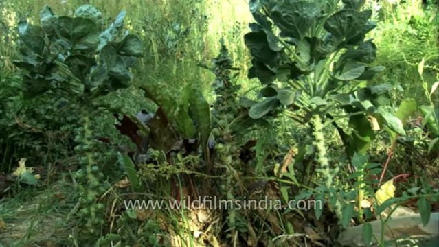 Brussels Sprouts growing in India