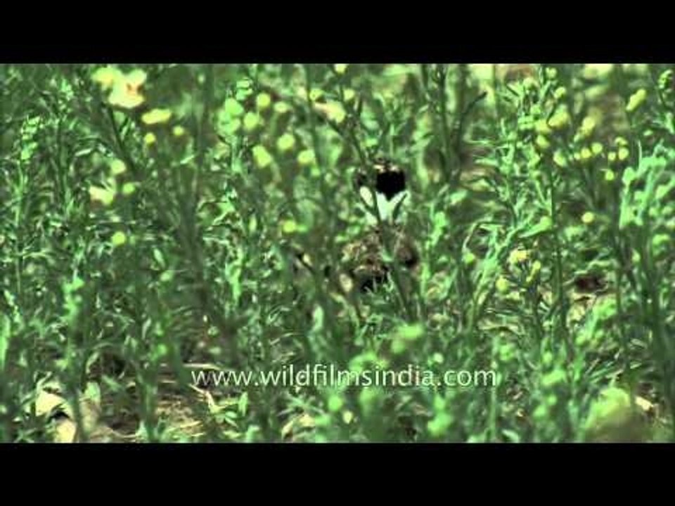 Freshly-hatched Red-wattled Lapwing chicks filmed today!