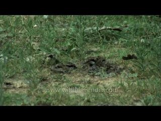 Can't see anything? Guess what? It's a perfectly camouflaged lapwing chick!