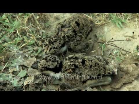 These young birds fill the frame, but can you even see them?