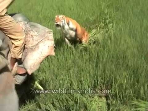 Tiger does the old disappearing and re-appearing trick!