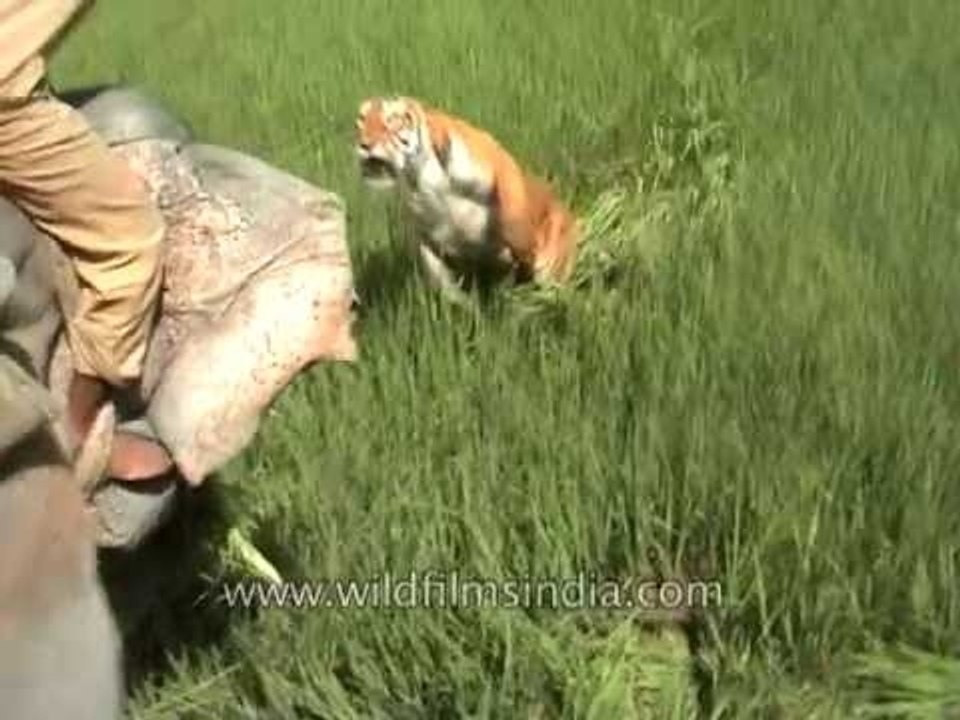 Tiger does the old disappearing and re-appearing trick!