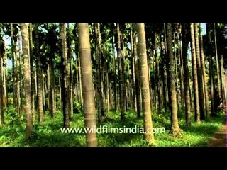 Shaded areca Palm trees