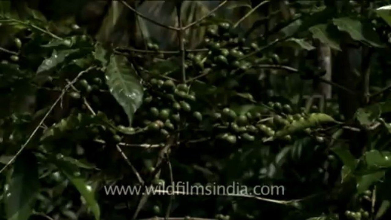 Coffee beans on a coffee tree