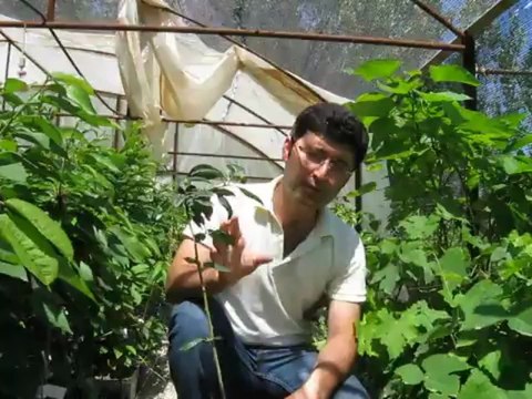 Sertifikalı Aşılı Alıç Fidanı satışı dikimi yetiştiriciliği bakımı Kırmızı-Sarı Alıç