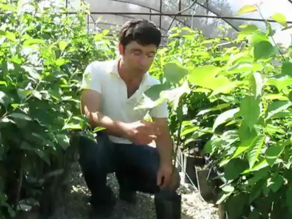 Sertifikalı İncir Fidanı Fiyatları, Dikimi Çeşitleri