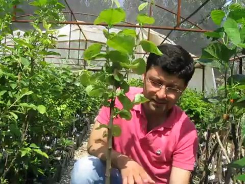 Sertifikalı Bodur YArı Bodur Ayva Fidanı Satışı, Dikimi, Çeşitleri Fiyatları