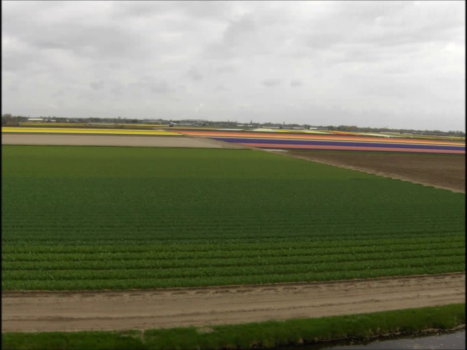 keukenhof 2013