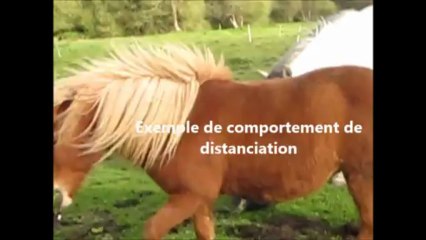Jeu chez le poney adulte