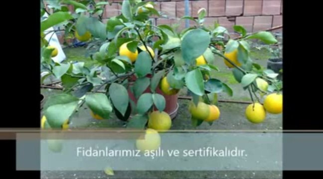 limon fidanı satışı , saksıda limon yetiştirme