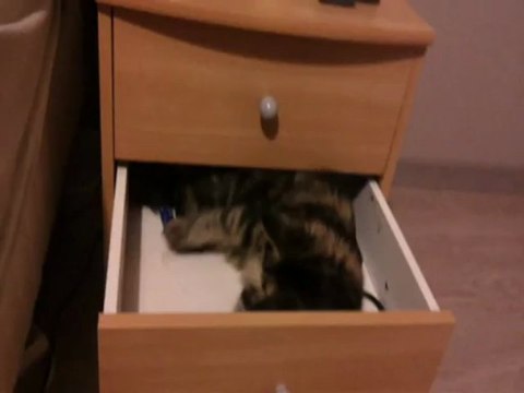 HELFINA Bébé Maine coon 5 MOIS