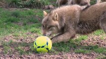 Partenariat écolo avec le parc animalier de Sainte-Croix