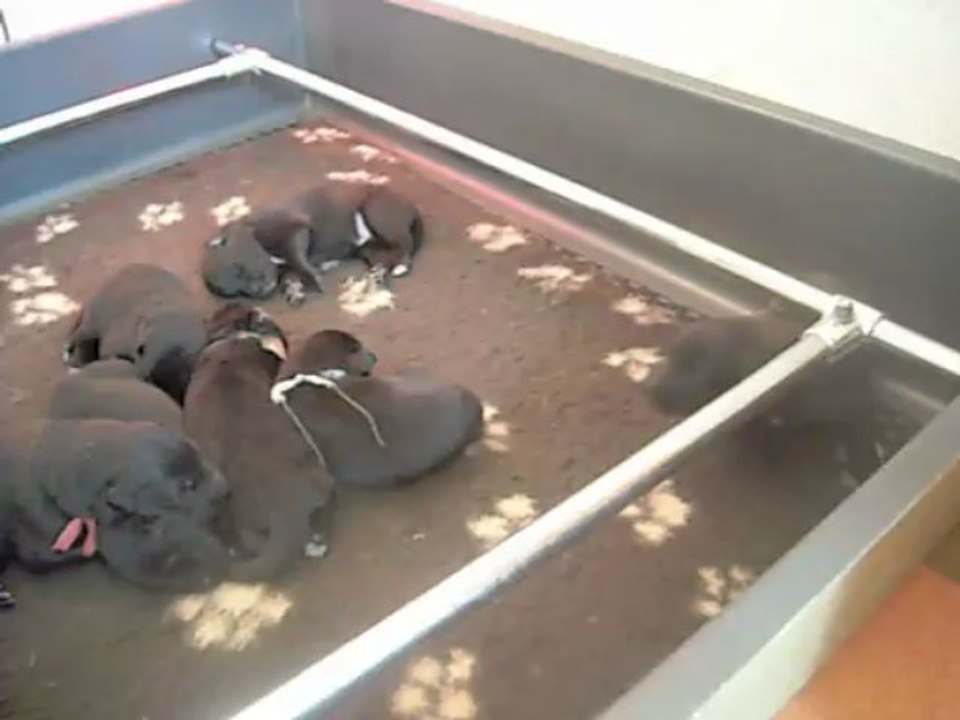 1er mai 2013 : chiots de Celtic, 10 jours