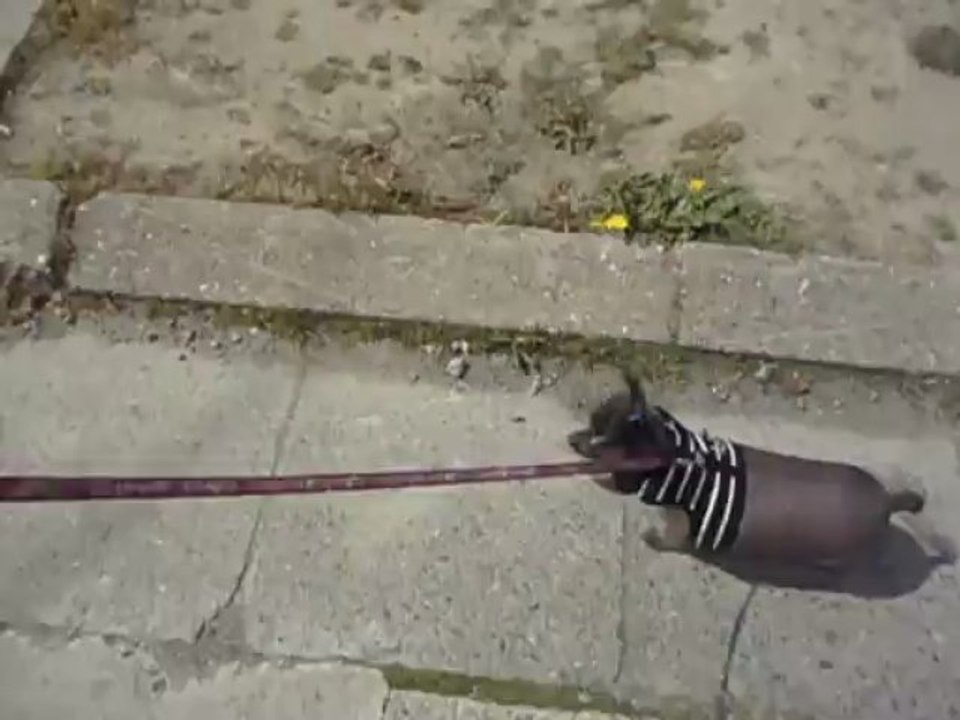 la promenade de diva