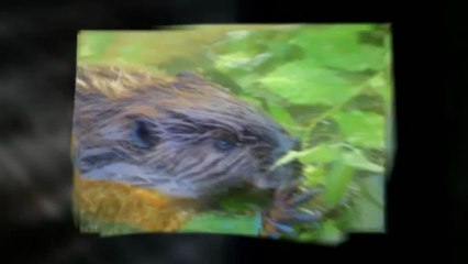 Facts About Beavers - Amazing Animal Books
