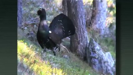 El medi ambient - Calendari de la natura: maig