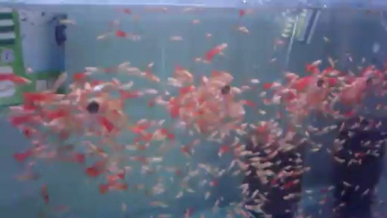 albino full red erkek dişi karışık damızlık altları