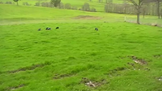 entrainement griffon bleu sur lievre 01 05 2013