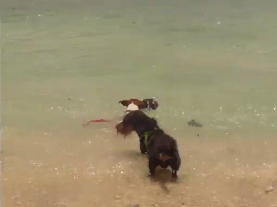 MAURICE ET SA NOIX DE COCO