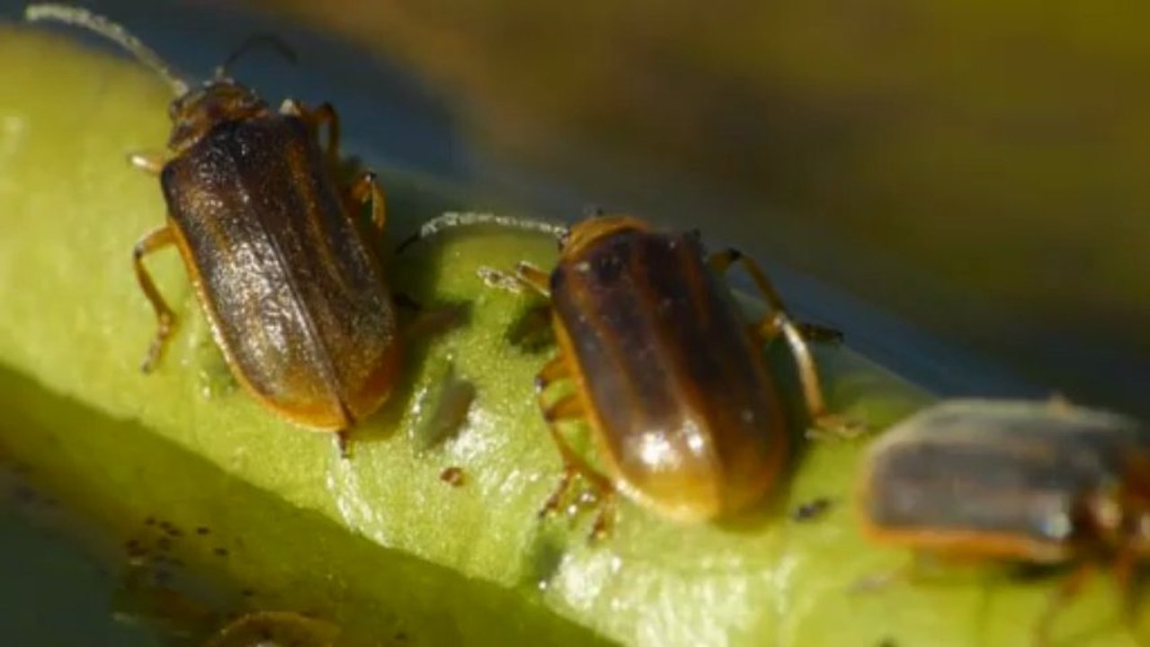 Galerucella nympheae