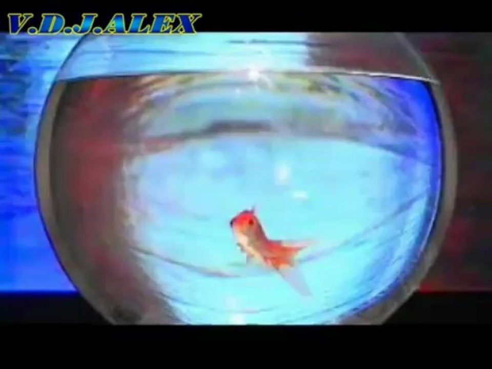 ΠΥΞ-ΛΑΞ - Υπάρχουν χρυσόψαρα εδώ;