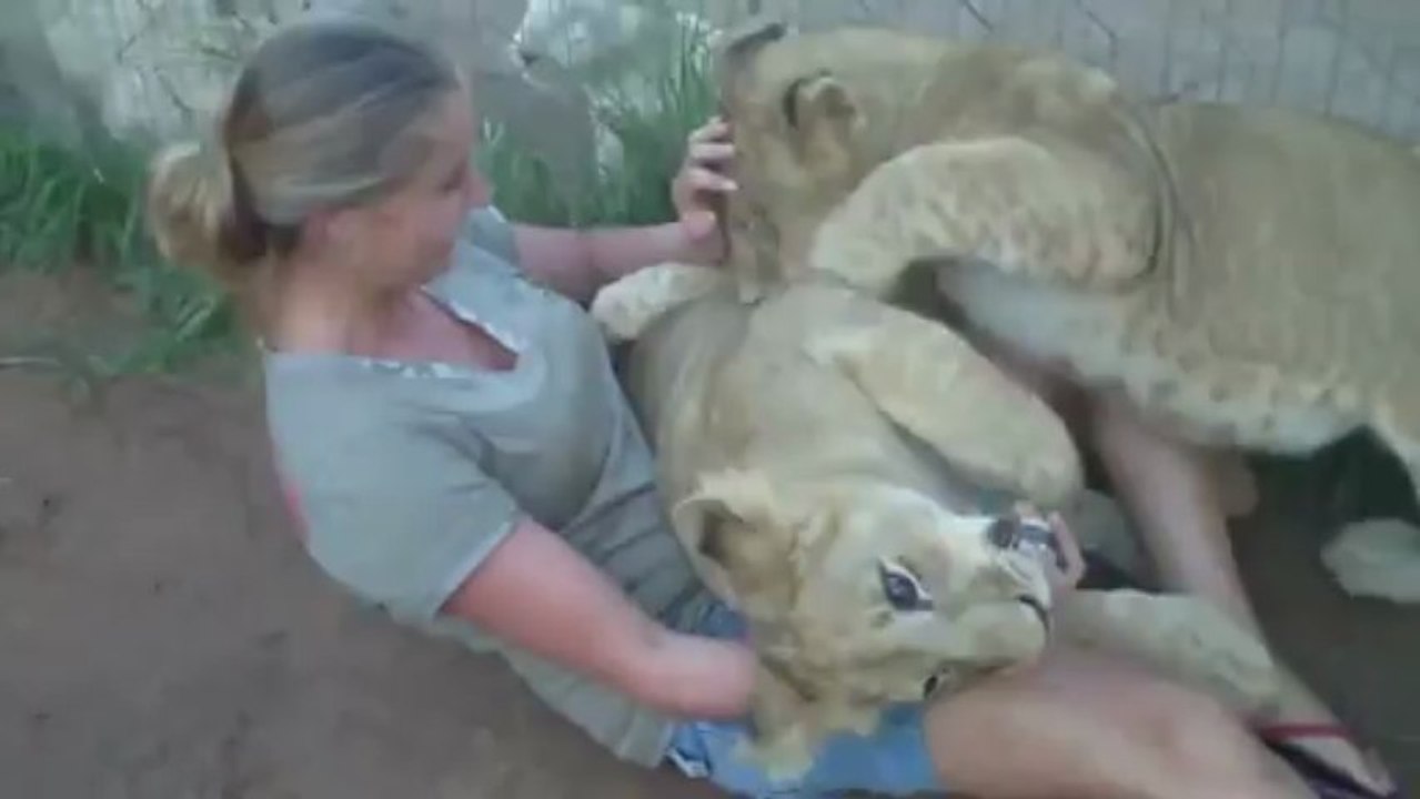 A young lady is getting mauled by two young lions