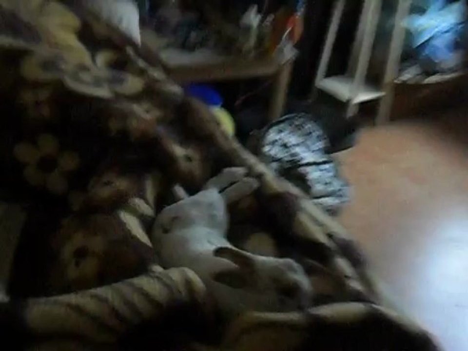 lapin nain