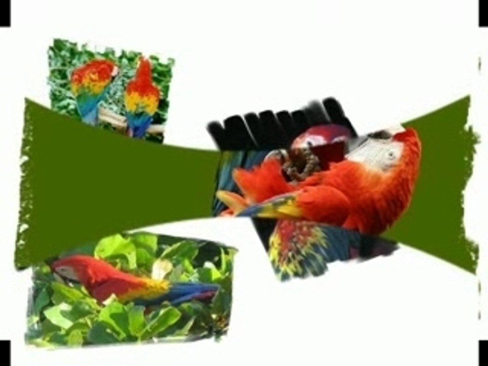 perroquet : l'ara macao