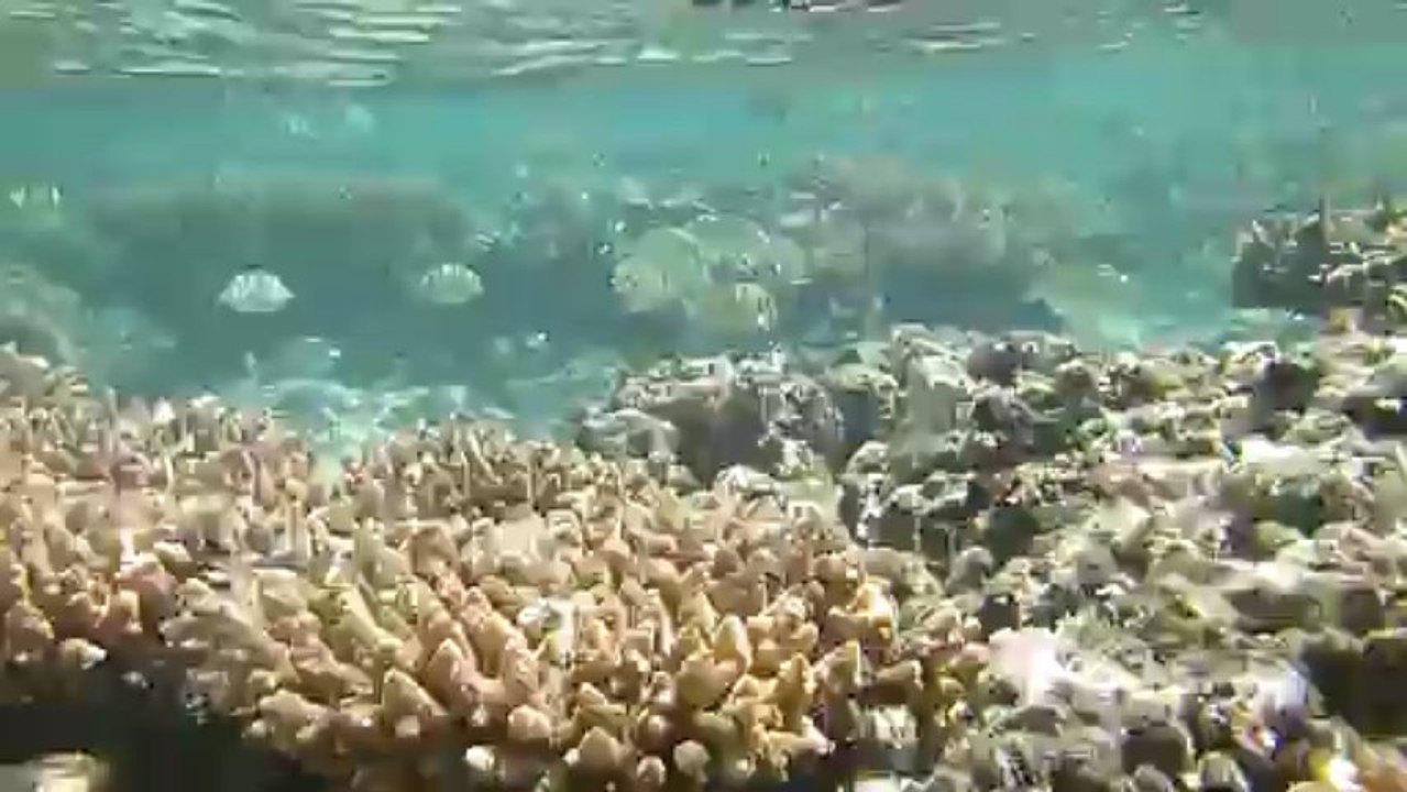 banc de poissons bagnard a l'ile de la réunion
