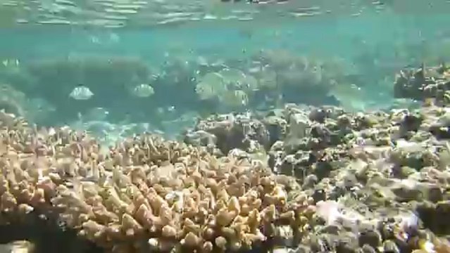 banc de poissons bagnard a l'ile de la réunion