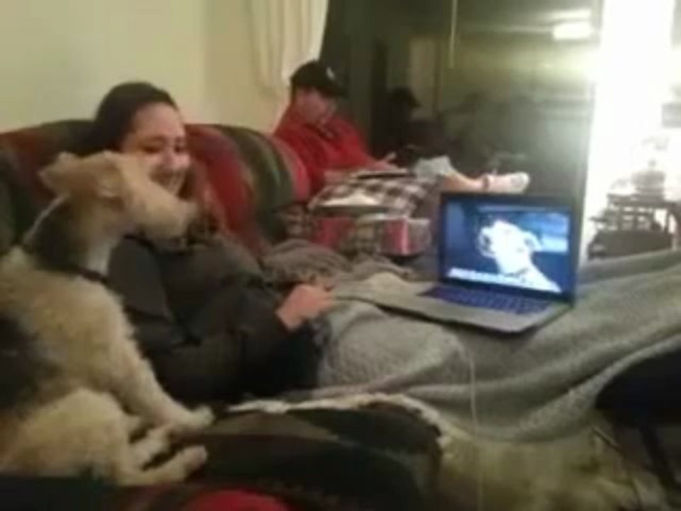 VIDEOS de 2 chiens qui discute sur skype