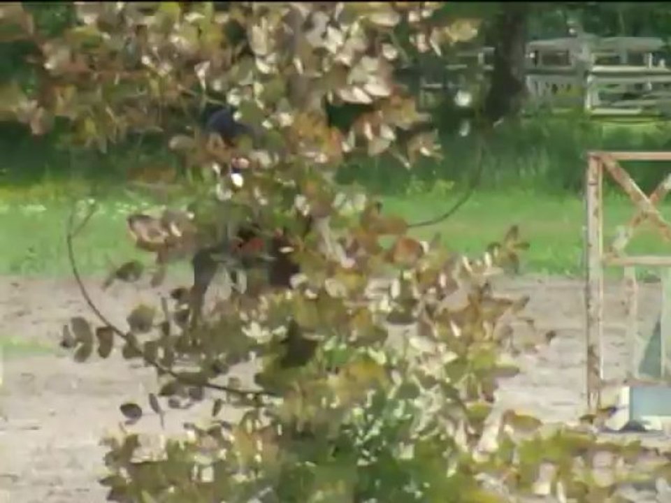 VEGAS 4ANS CC QUALIF