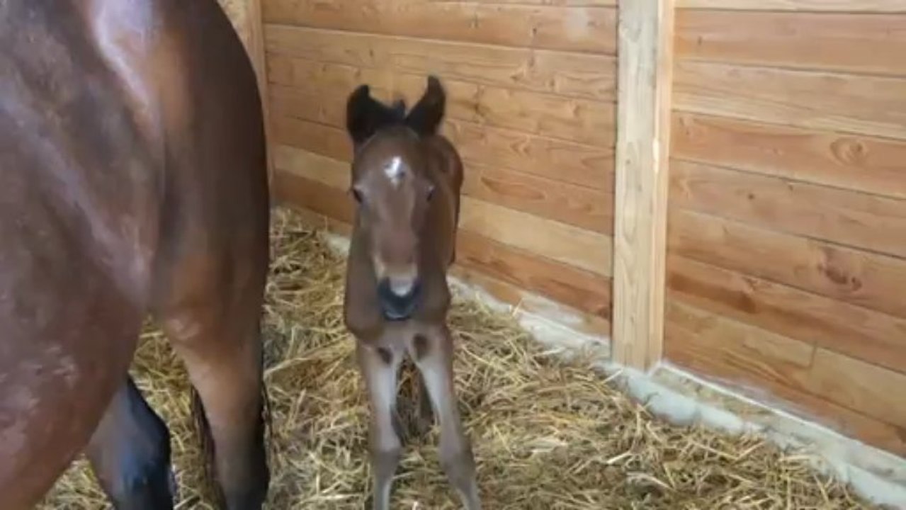 D DAY POLE LE PETIT DE RIKITA BELLA