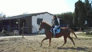 Galop kaïzer