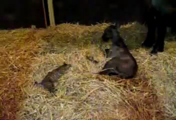 Chat et poulain nouveau né