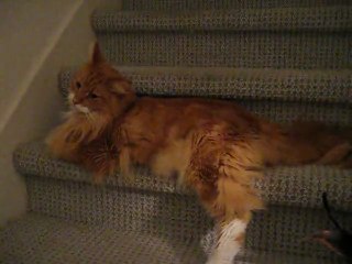 Jamie the Maine Coon goes to investigate upstairs