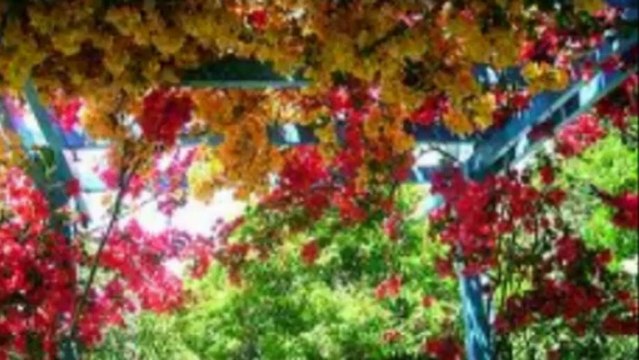 Mike Oldfield Flowers Of The Forest Par Fernand