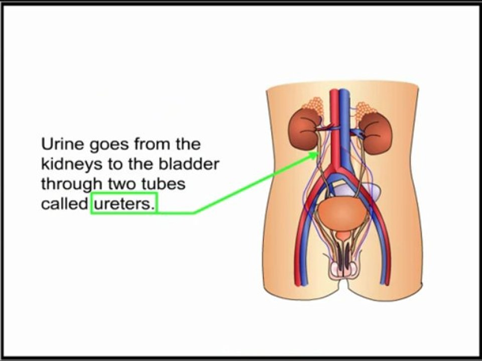 Incontinence -Paraplegia